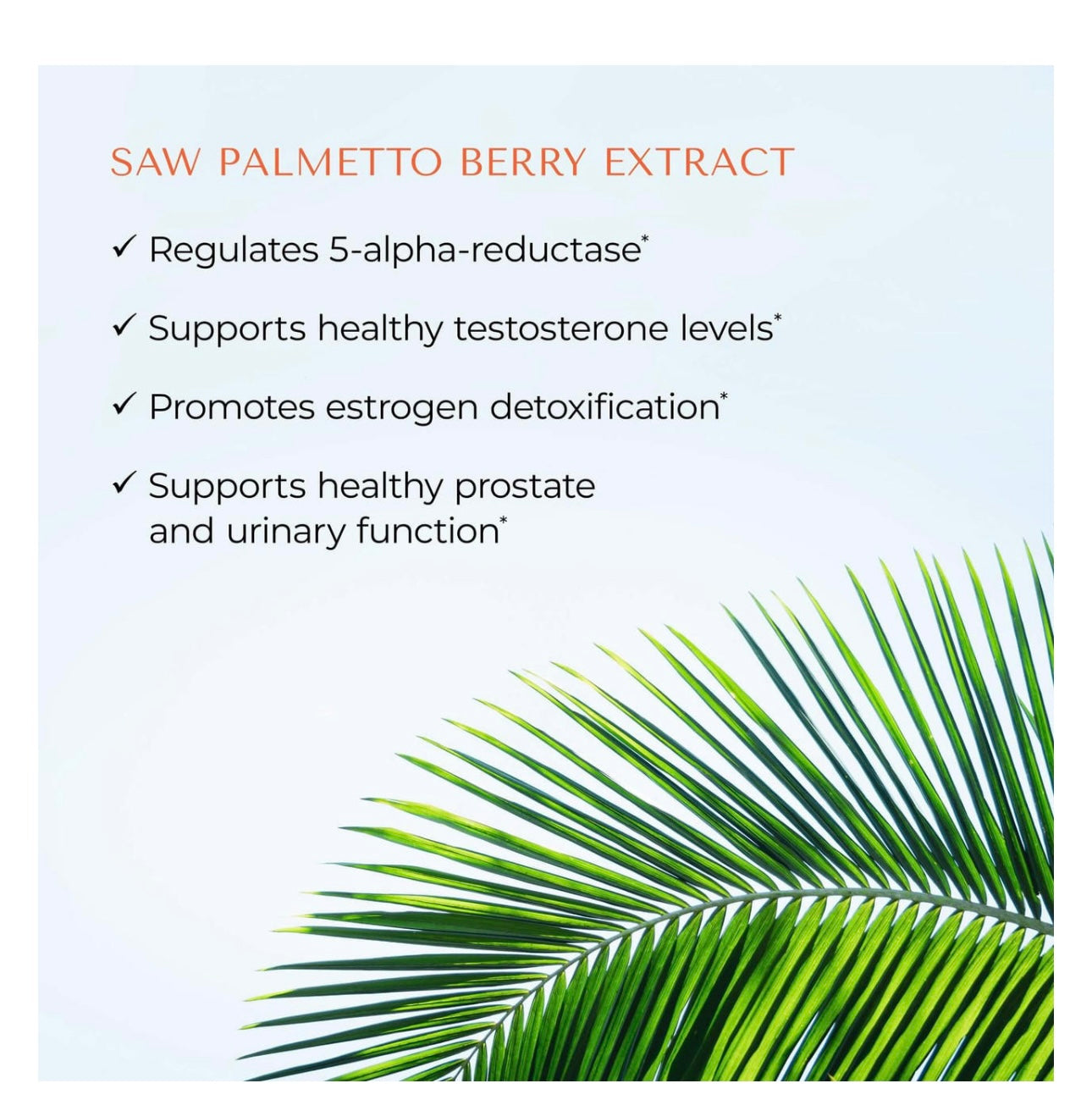 DIM Palmetto